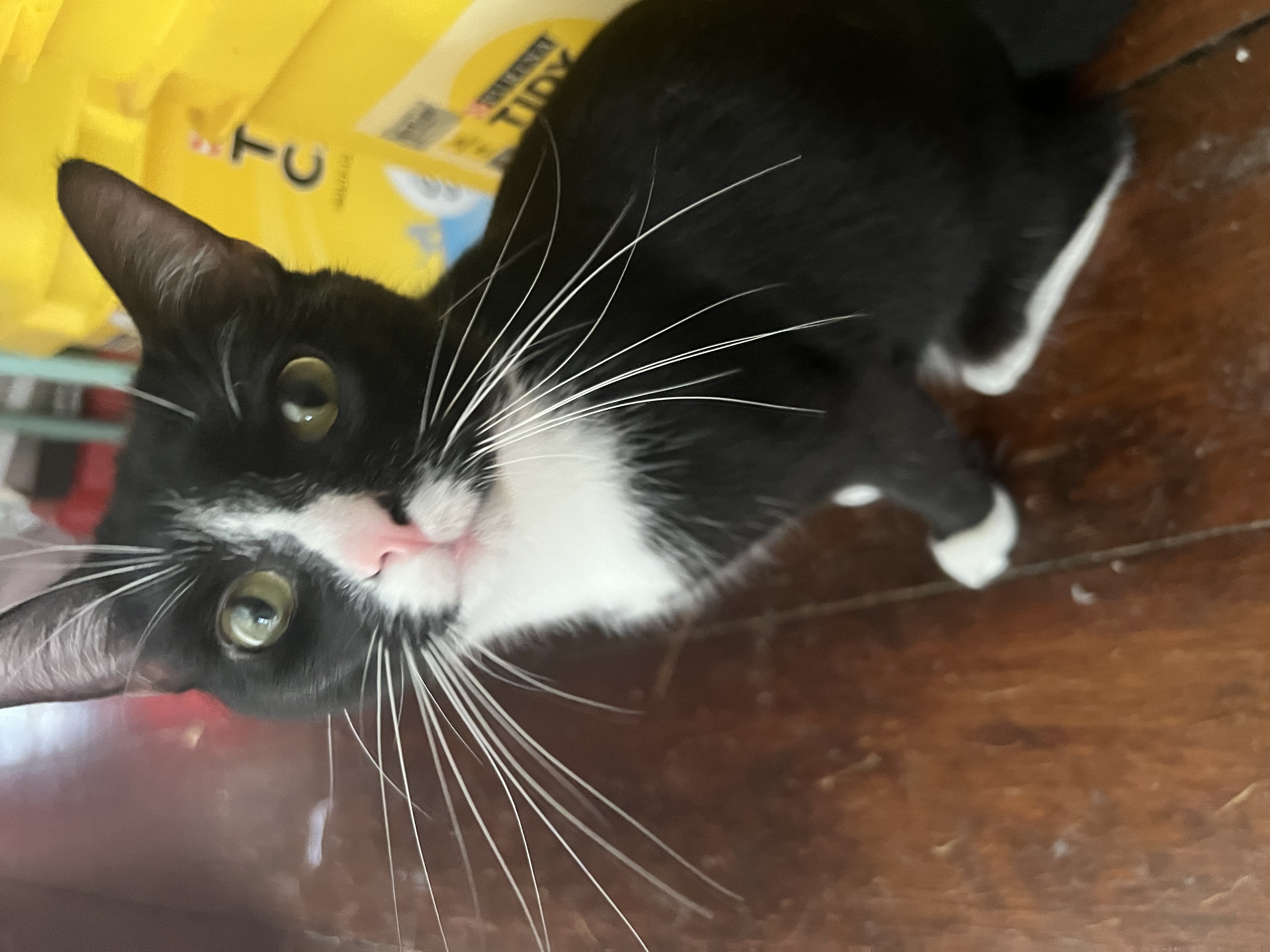 Junebug, a Adopted Domestic Short Hair in West Milwaukee, WI image 4/4