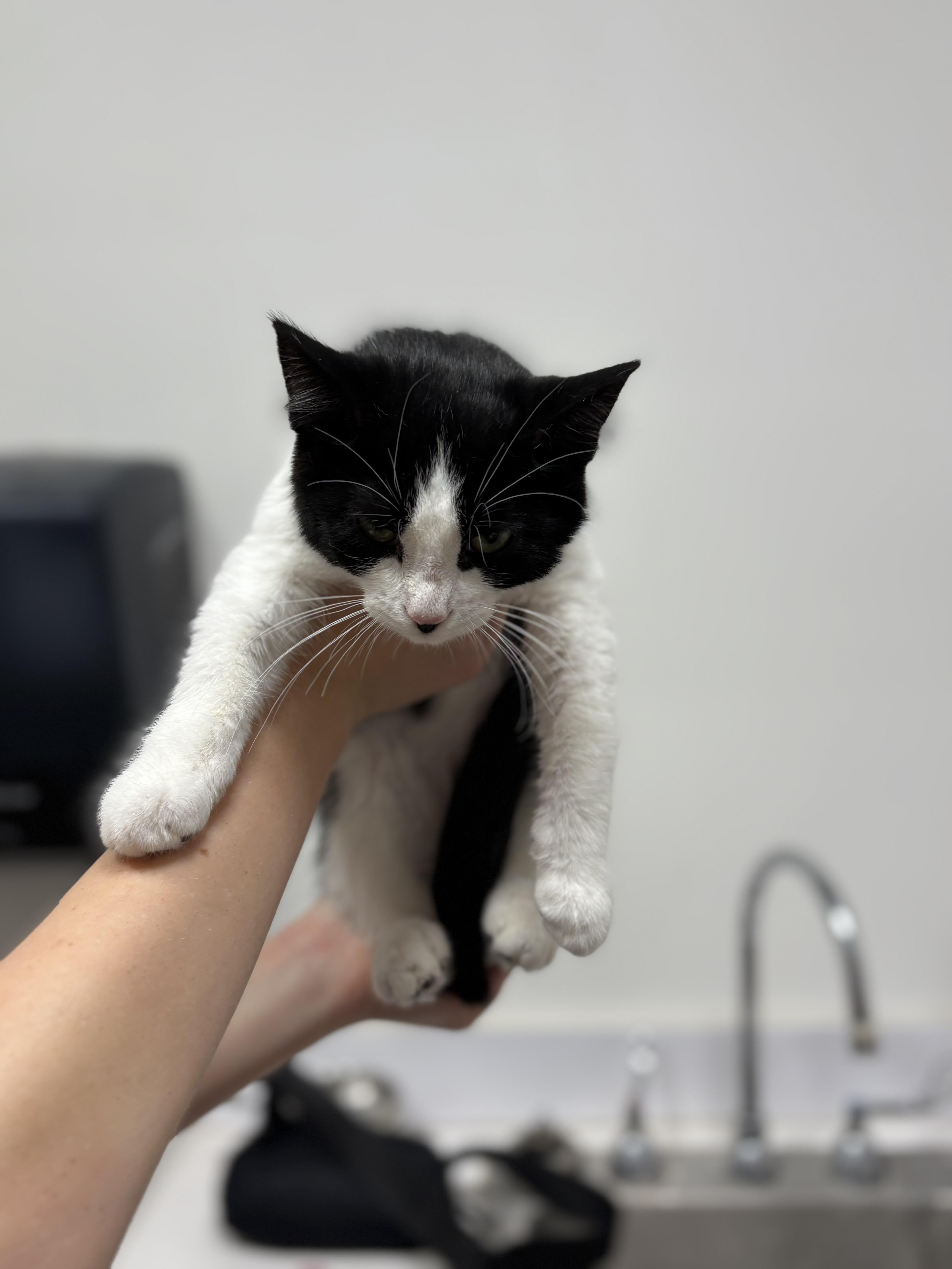 Stuart, Adoptable, Kitten Male Domestic Short Hair.