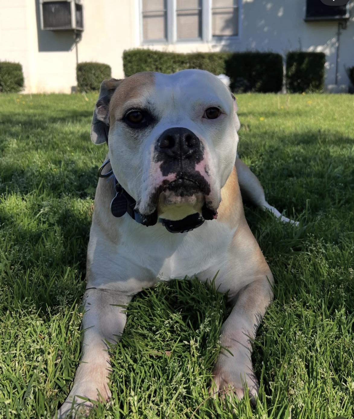 Enlarge Cade- ADOPT Me, a ADOPTABLE American Bulldog in Redondo Beach, CA image 4/4