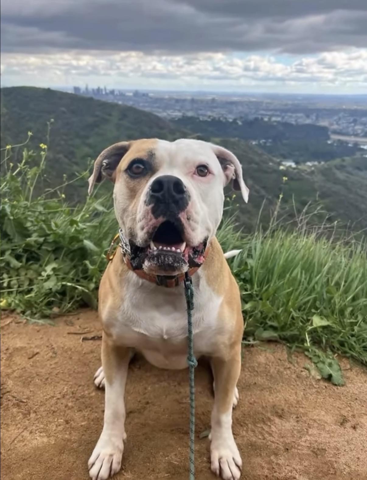 Cade- ADOPT Me, ADOPTABLE, Adult Male American Bulldog.
