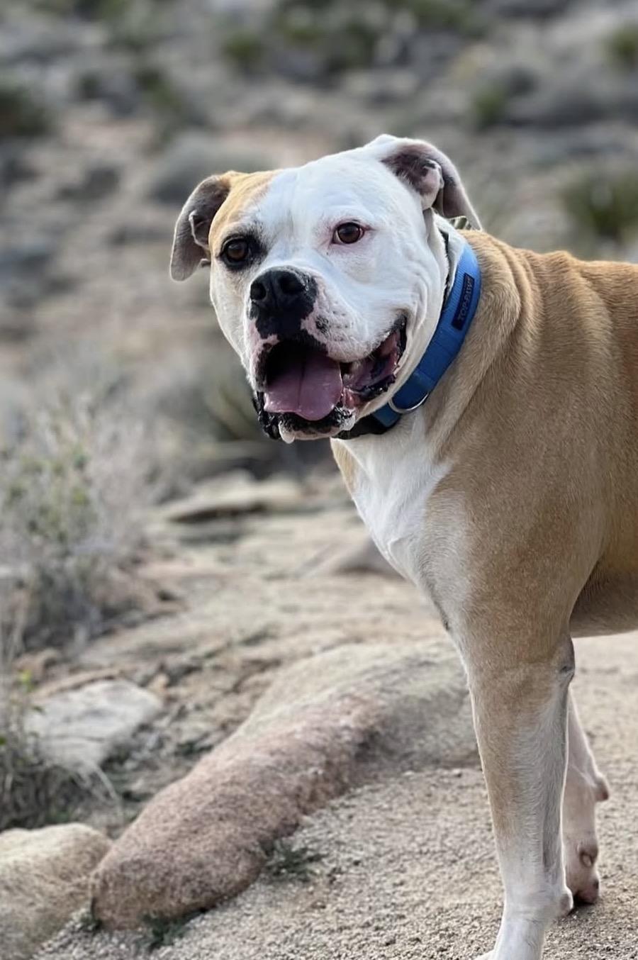 Enlarge Cade- ADOPT Me, a ADOPTABLE American Bulldog in Redondo Beach, CA image 2/4