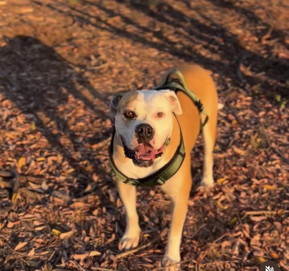 Enlarge Cade- ADOPT Me, a ADOPTABLE American Bulldog in Redondo Beach, CA image 3/4