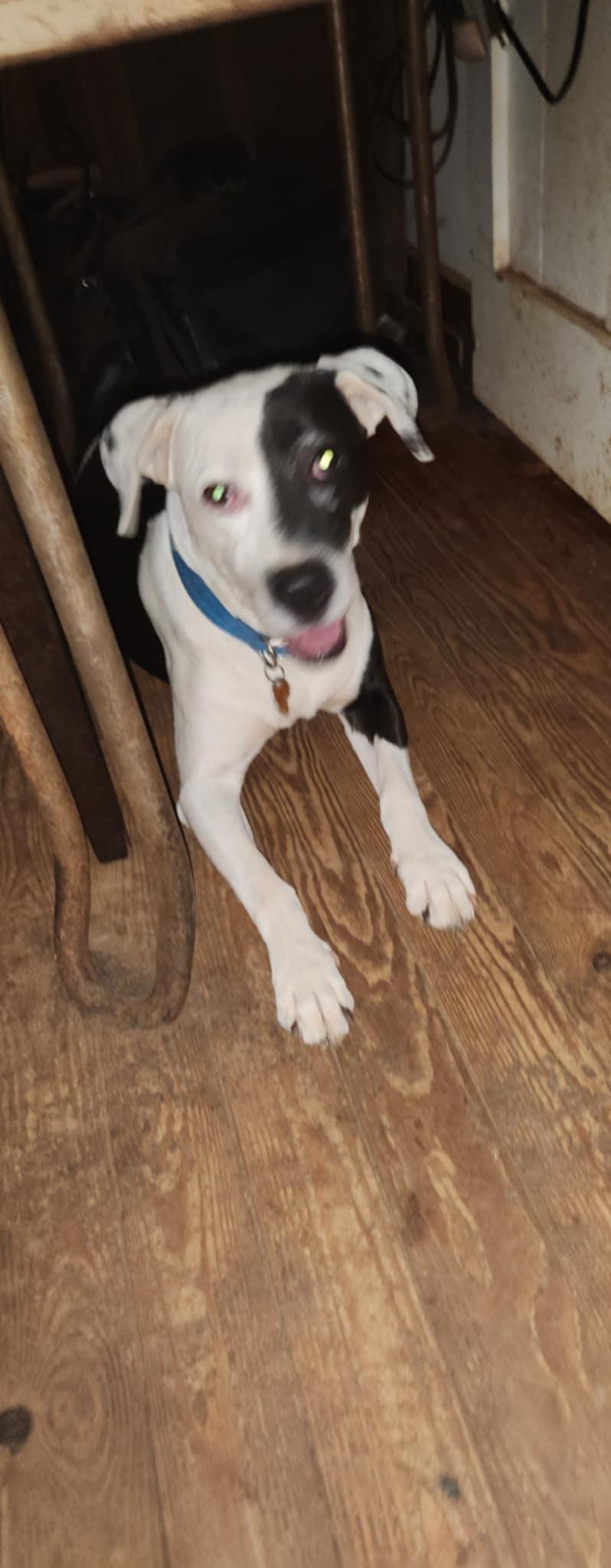 Enlarge Mimi, a Adopted mixed breed in Six Mile, SC image 1/1