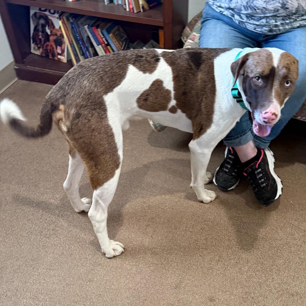 Enlarge Lux, a Adoptable Mixed Breed in Cedaredge, CO image 1/6