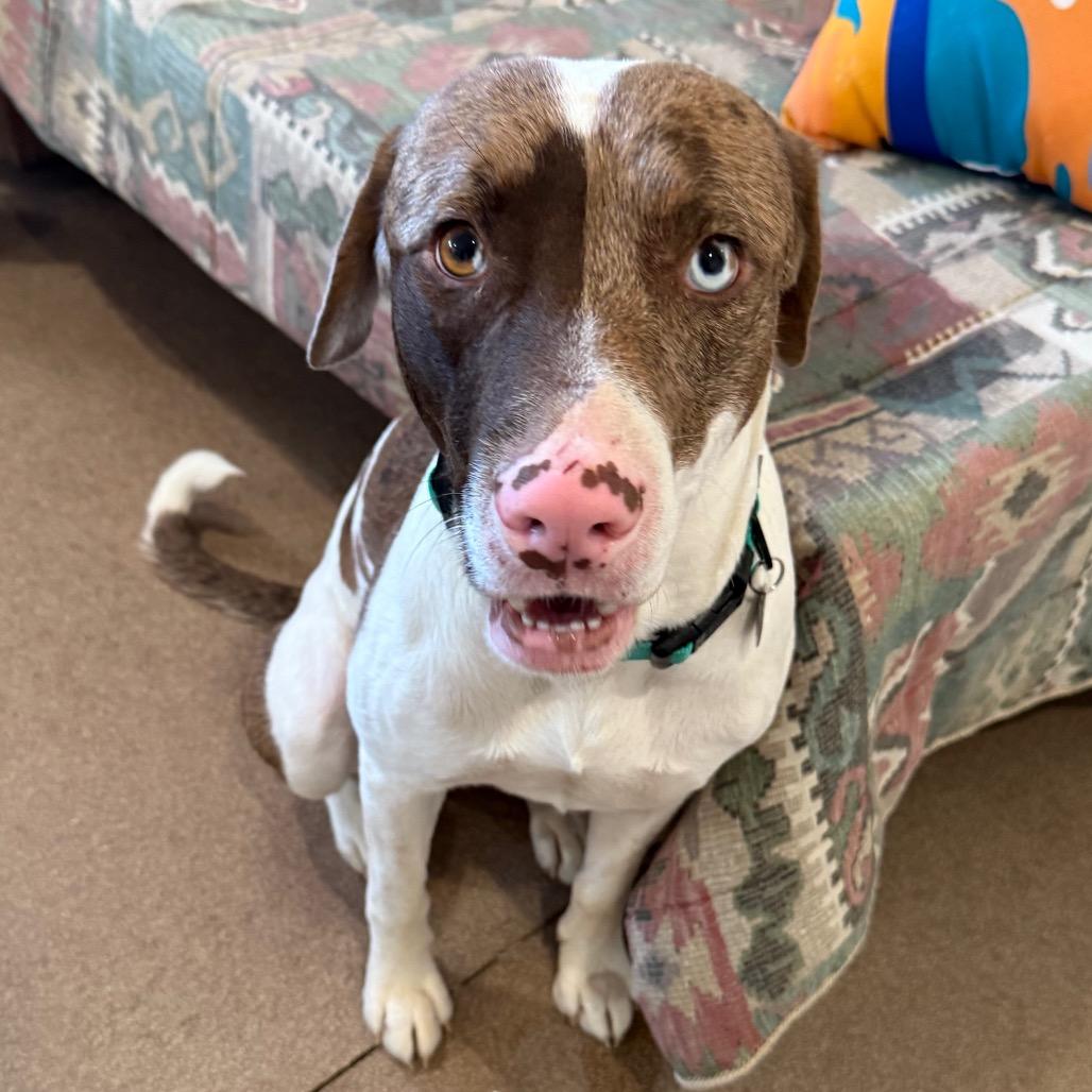 Enlarge Lux, a Adoptable Mixed Breed in Cedaredge, CO image 2/6