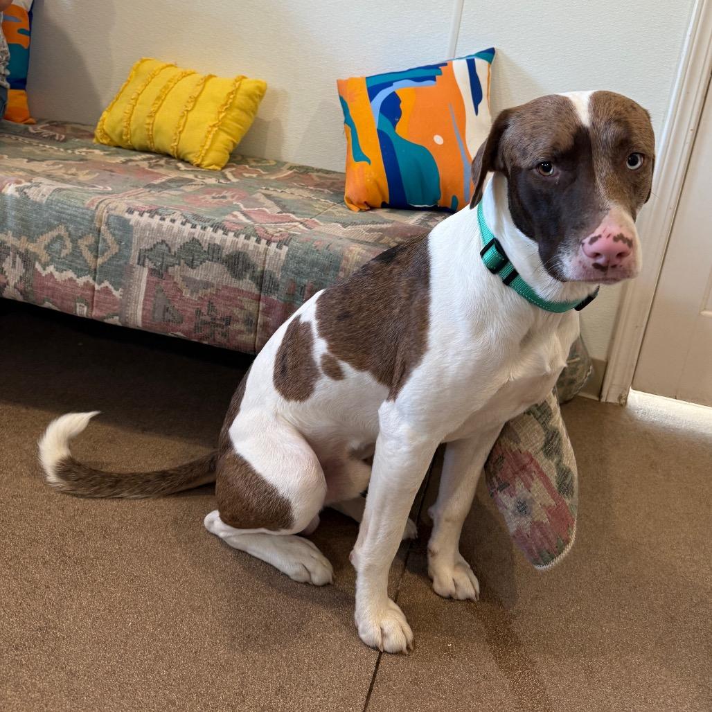 Enlarge Lux, a Adoptable Mixed Breed in Cedaredge, CO image 3/6