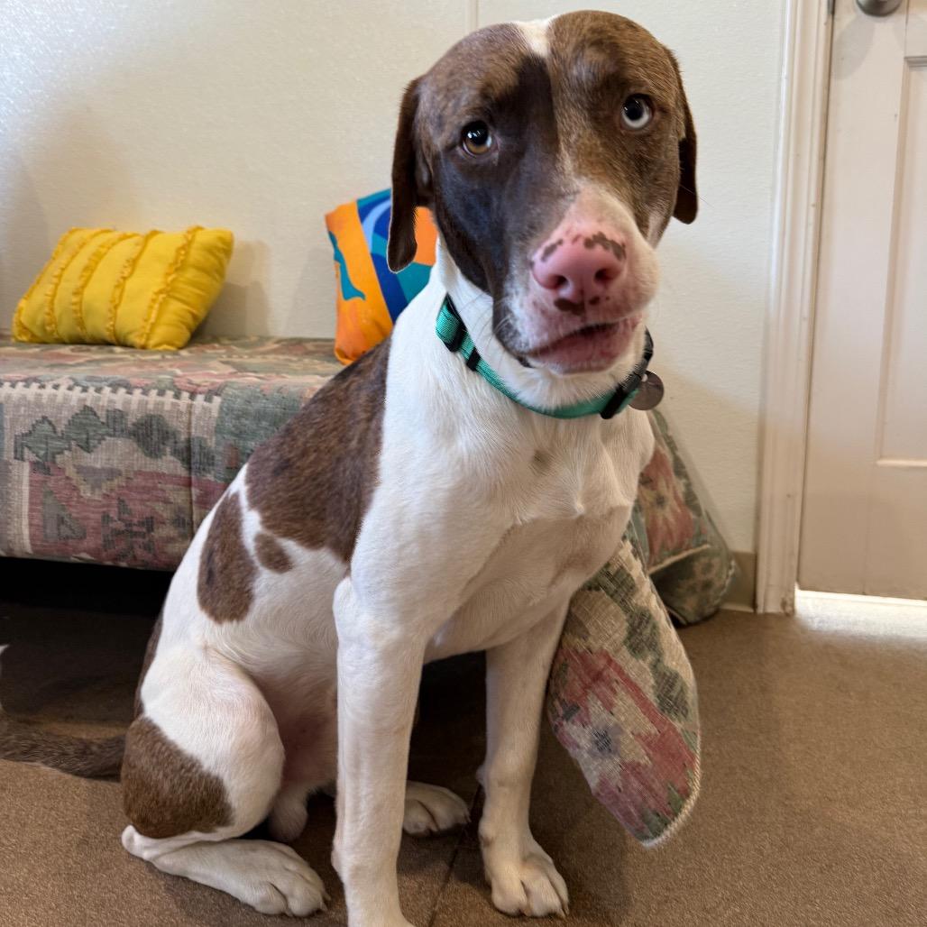 Enlarge Lux, a Adoptable Mixed Breed in Cedaredge, CO image 4/6