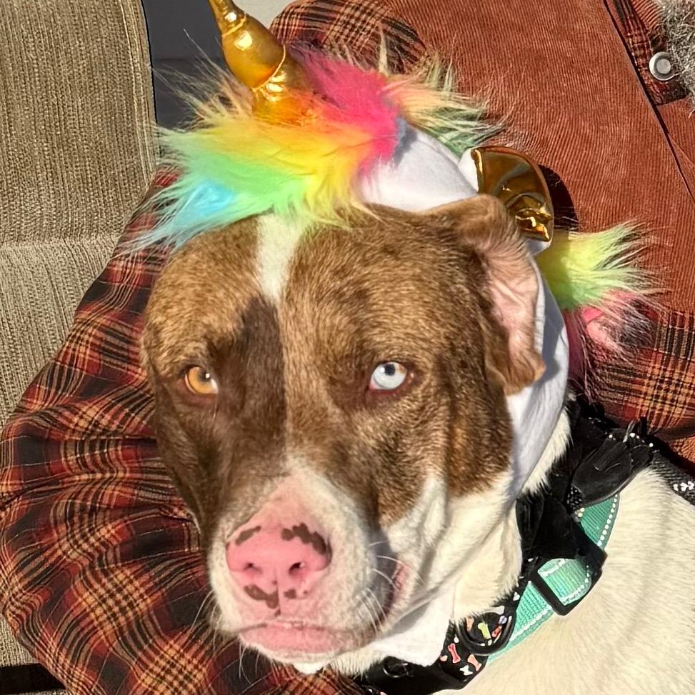 Enlarge Lux, a Adoptable Mixed Breed in Cedaredge, CO image 5/6