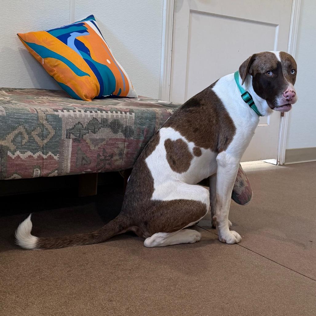 Enlarge Lux, a Adoptable Mixed Breed in Cedaredge, CO image 6/6