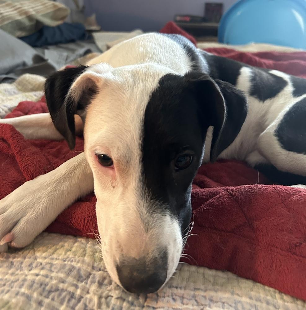 Breckenridge, Adoptable, Puppy Female Terrier.