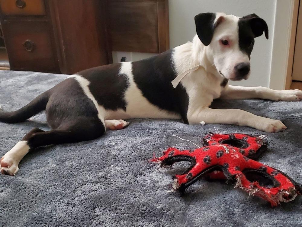 Enlarge Breckenridge, a Adoptable mixed breed in Colorado Springs, CO image 2/4