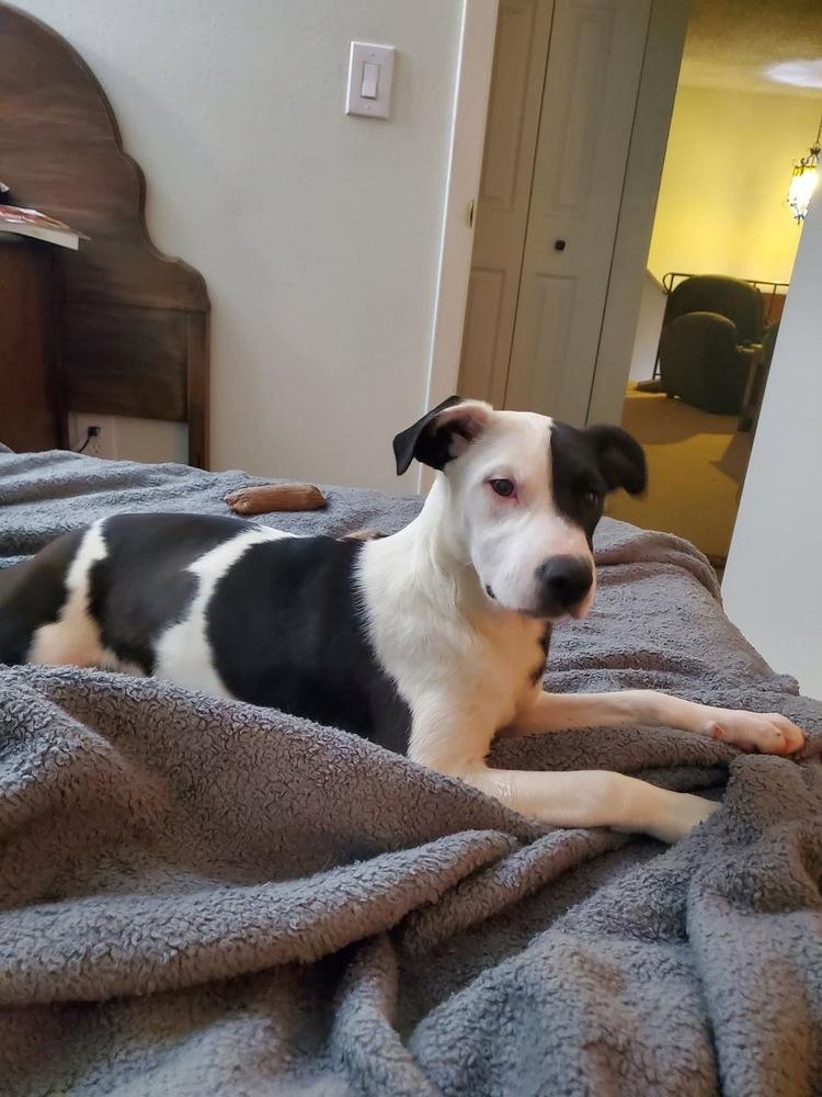 Enlarge Breckenridge, a Adoptable mixed breed in Colorado Springs, CO image 3/4