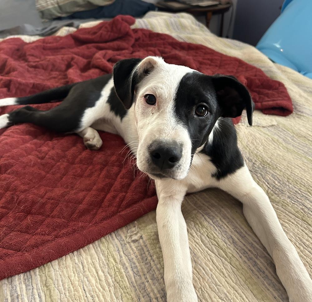 Enlarge Breckenridge, a Adoptable mixed breed in Colorado Springs, CO image 4/4