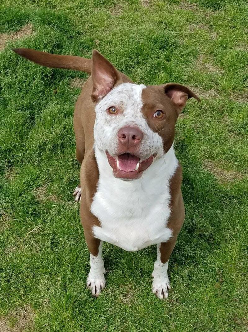 Enlarge Curly, a Adoptable mixed breed in Southaven , MS image 2/6