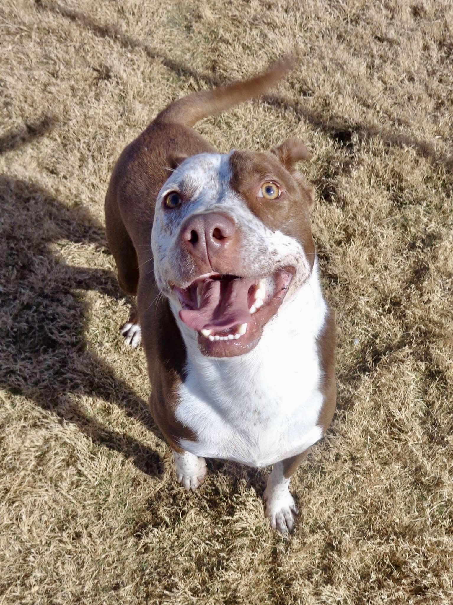 Enlarge Curly, a Adoptable mixed breed in Southaven , MS image 3/6