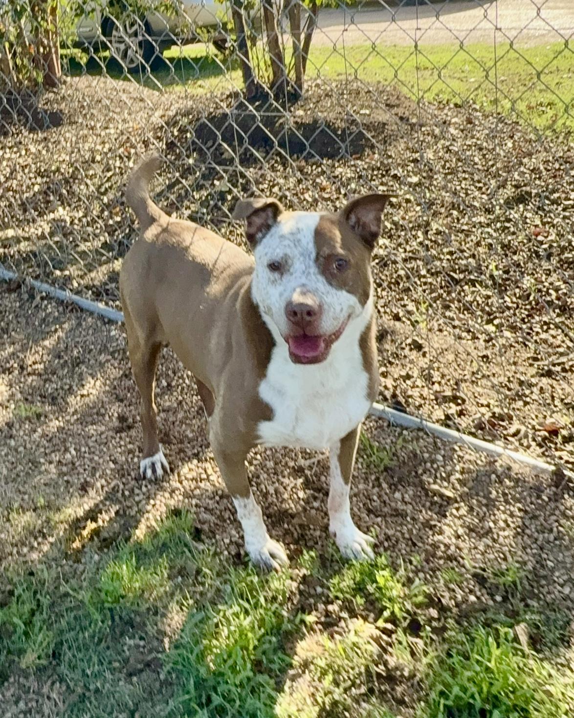 Enlarge Curly, a Adoptable mixed breed in Southaven , MS image 4/6