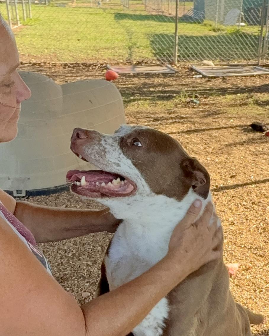 Enlarge Curly, a Adoptable mixed breed in Southaven , MS image 5/6