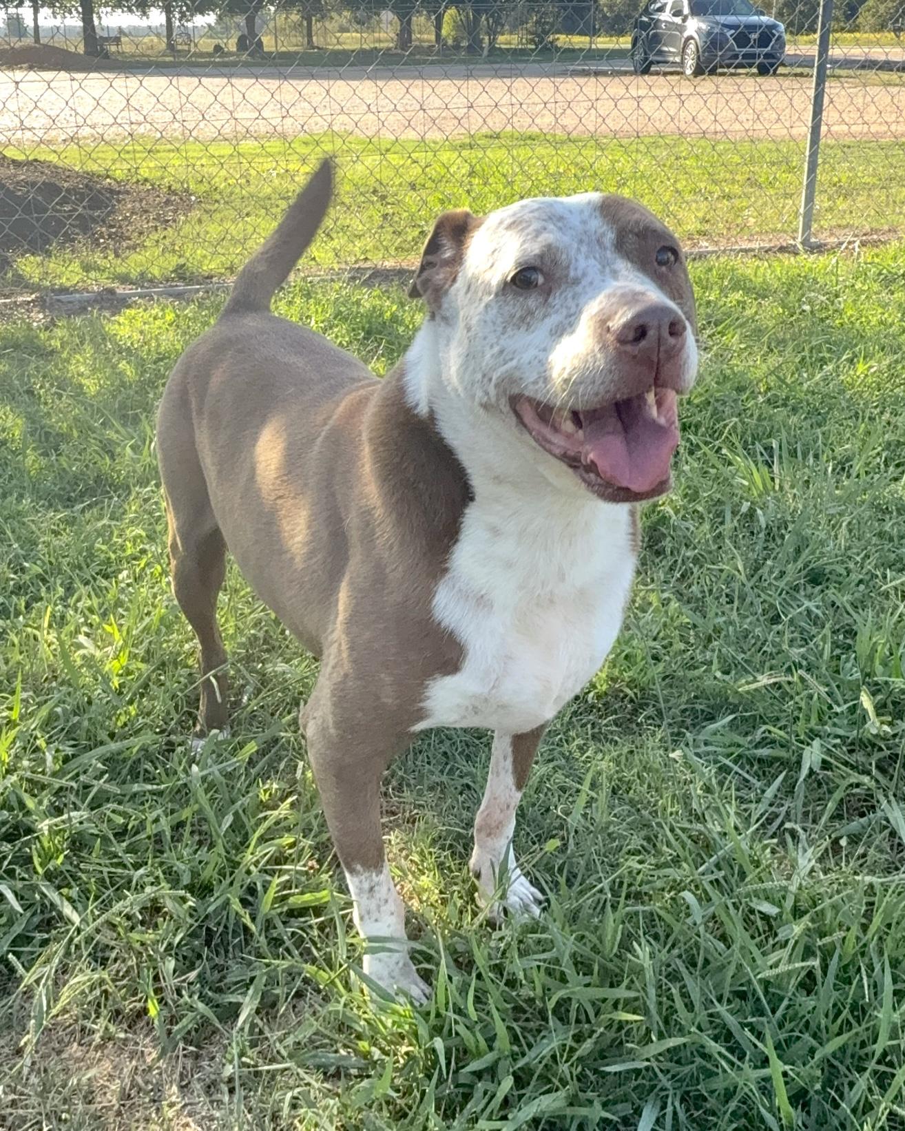 Enlarge Curly, a Adoptable mixed breed in Southaven , MS image 6/6