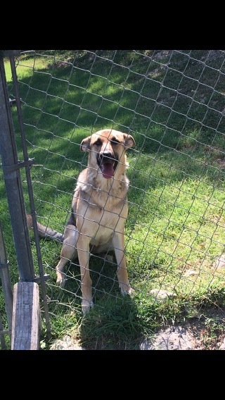 Miss Lucy, an adoptable German Shepherd Dog in Haslet, TX_image-1
