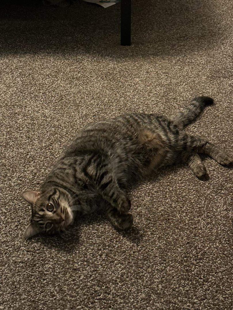 Nugget (bonded with Star), an adoptable Domestic Short Hair in RICHMOND, TX, 77406 | Photo Image 1