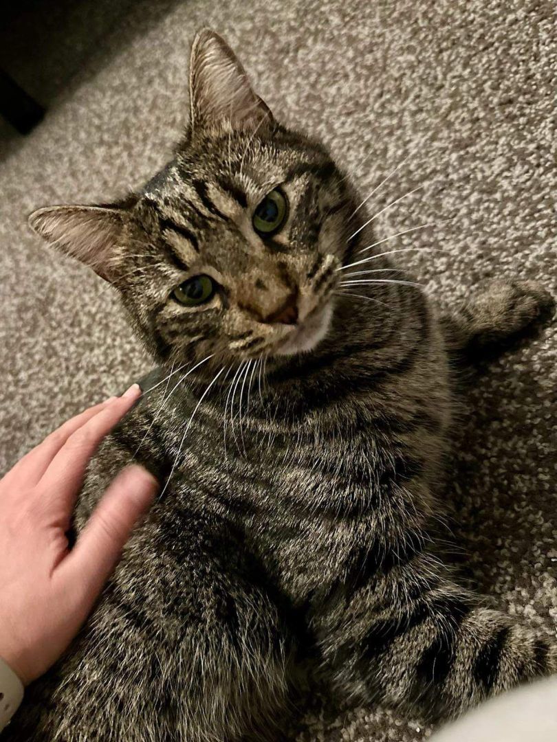 Nugget (bonded with Star), an adoptable Domestic Short Hair in RICHMOND, TX, 77406 | Photo Image 2