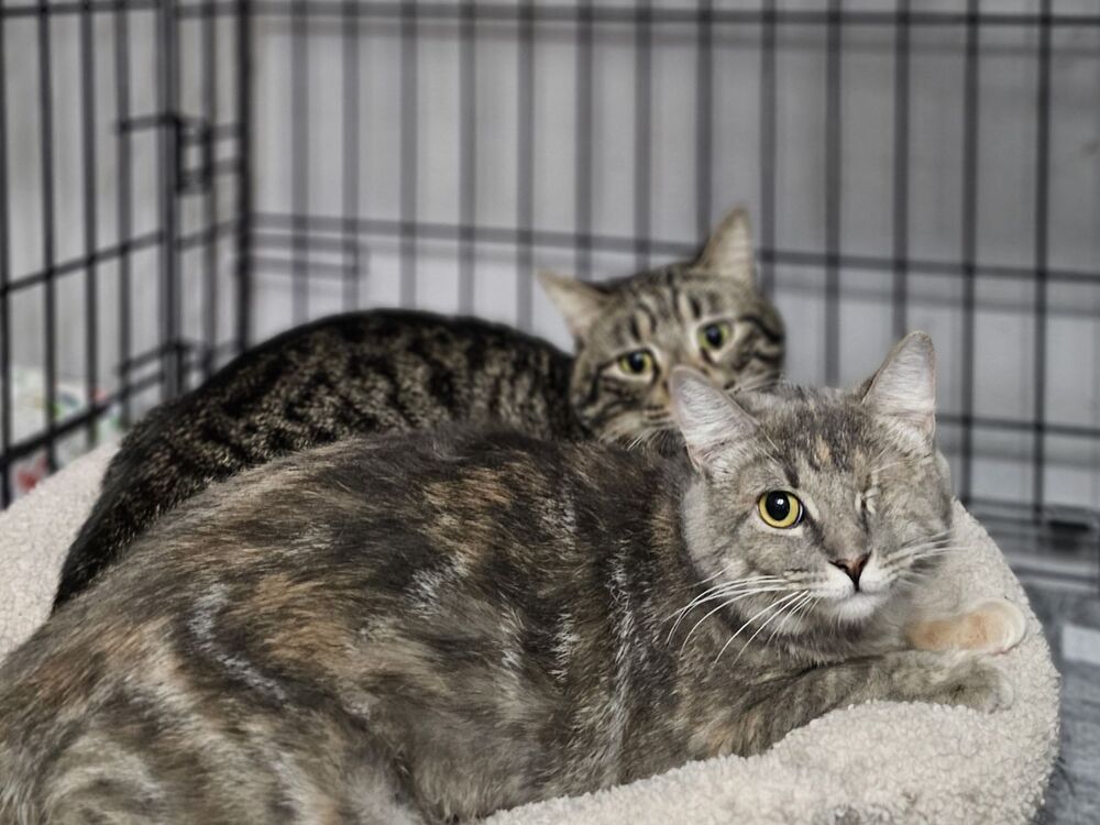 Nugget (bonded with Star), an adoptable Domestic Short Hair in RICHMOND, TX, 77406 | Photo Image 3