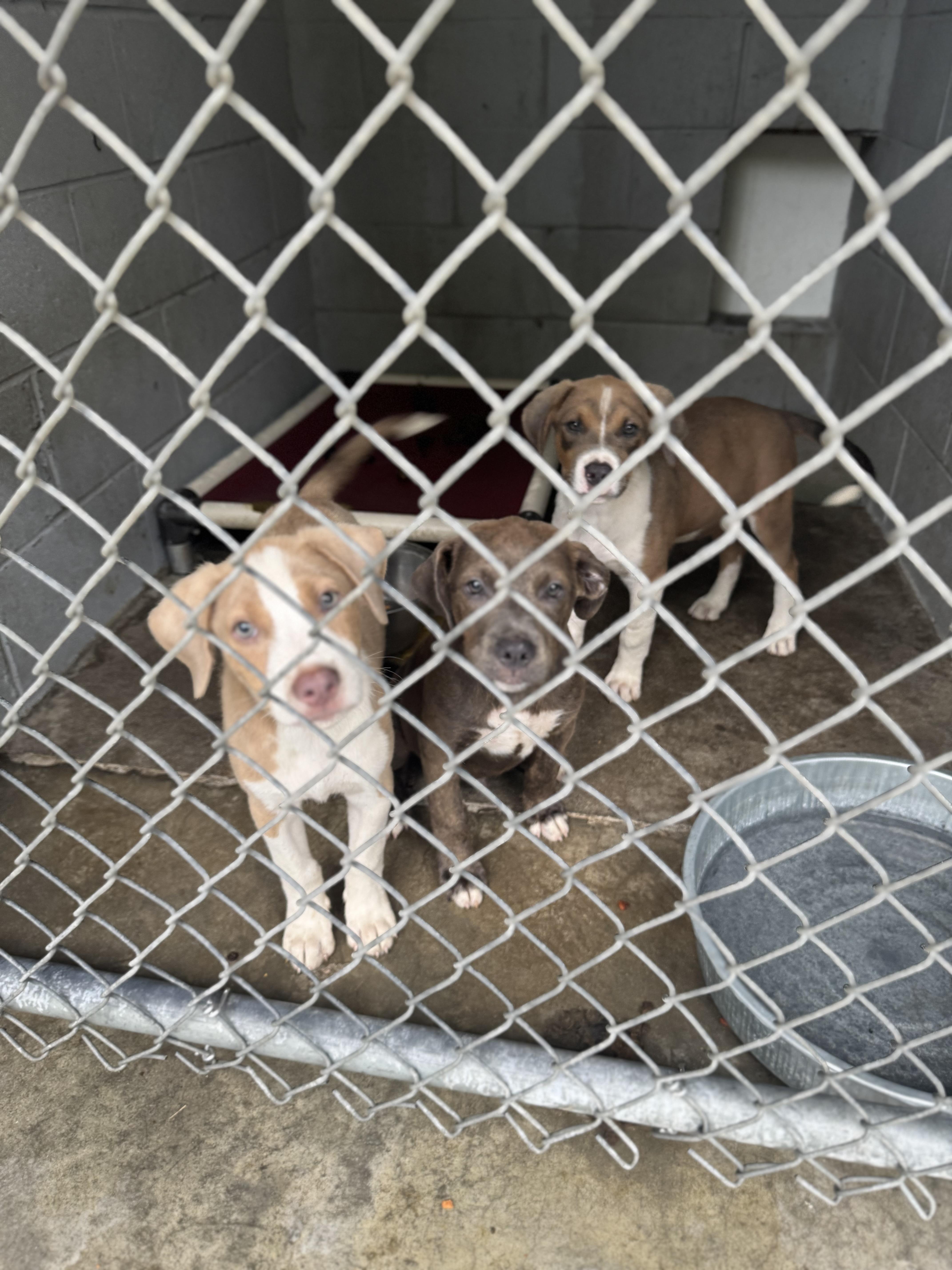 Puppies (12 weeks), Baby Male Mixed Breed