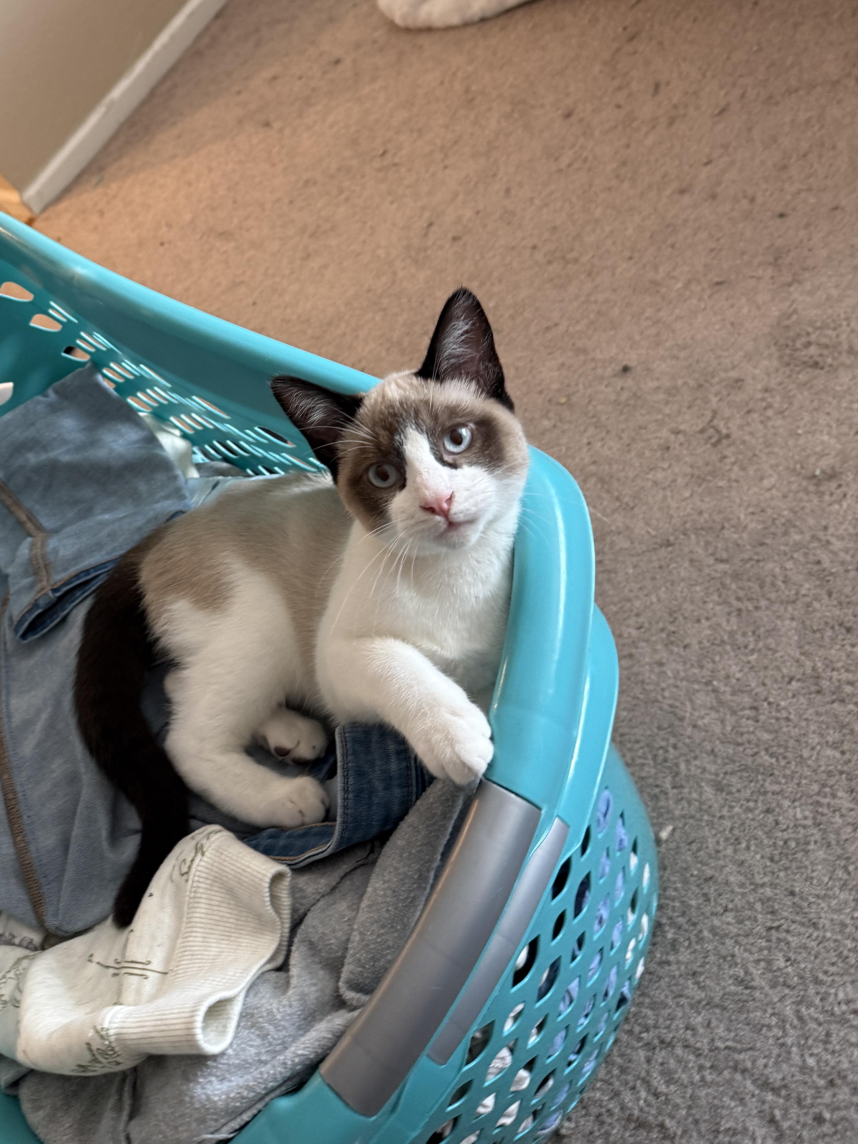 Rowan, ADOPTABLE, Young Male Siamese.