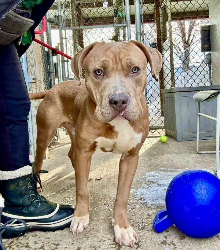 Enlarge Bowser, a ADOPTABLE Pit Bull Terrier in Chicago, IL image 4/4