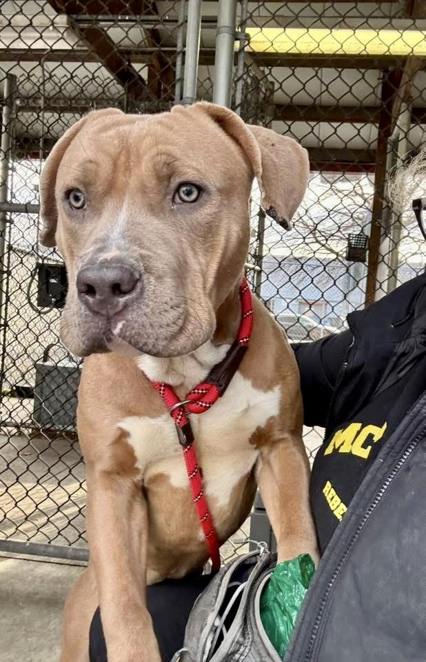 Enlarge Bowser, a ADOPTABLE Pit Bull Terrier in Chicago, IL image 3/4