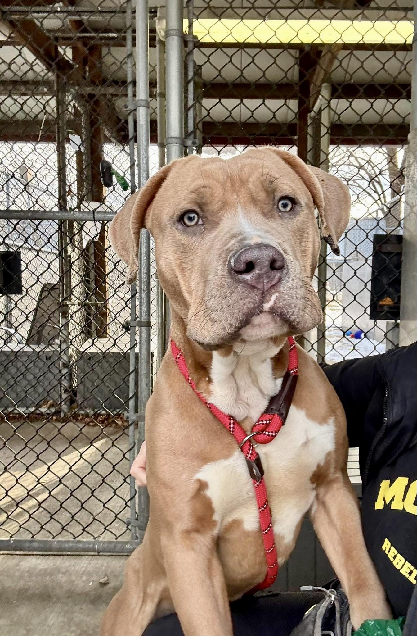 Enlarge Bowser, a ADOPTABLE Pit Bull Terrier in Chicago, IL image 1/4