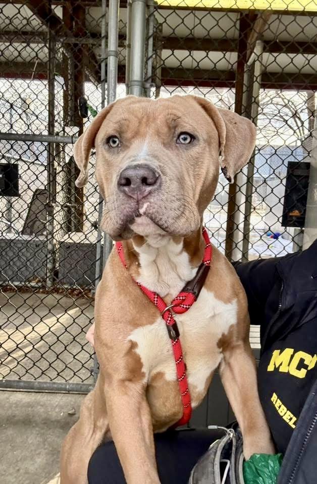 Enlarge Bowser, a ADOPTABLE Pit Bull Terrier in Chicago, IL image 2/4