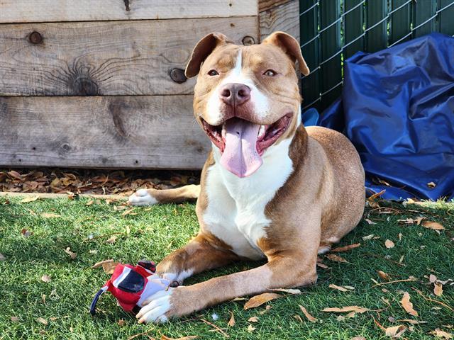 Enlarge NUTELLA, a Adoptable Pit Bull Terrier in Antioch, CA image 1/1