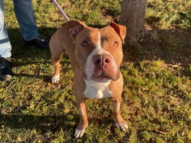 NUTELLA, Adoptable, Young Female Pit Bull Terrier.