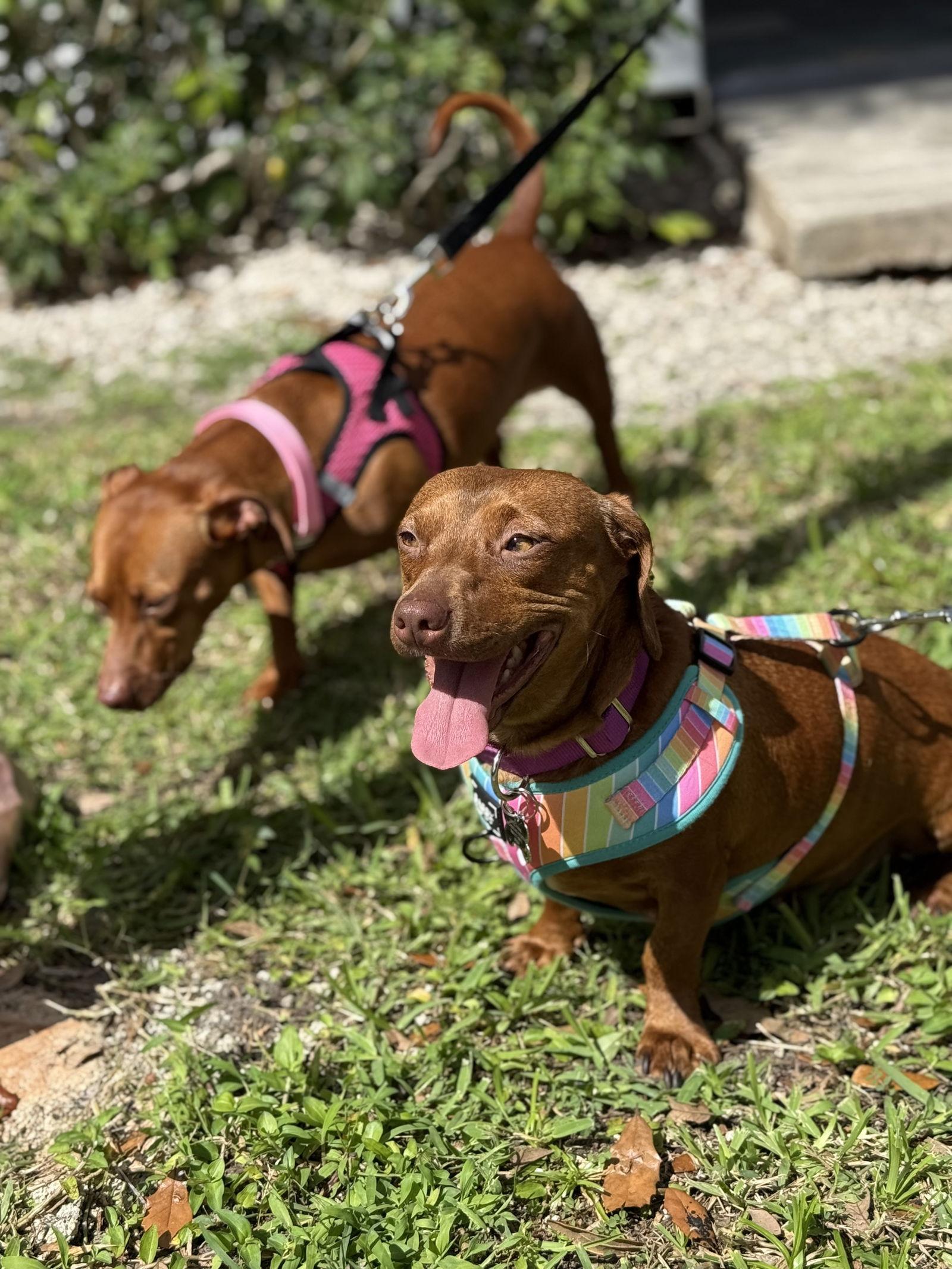 Lili (Bonded with Lulu8), Adoptable, Young Female Dachshund.