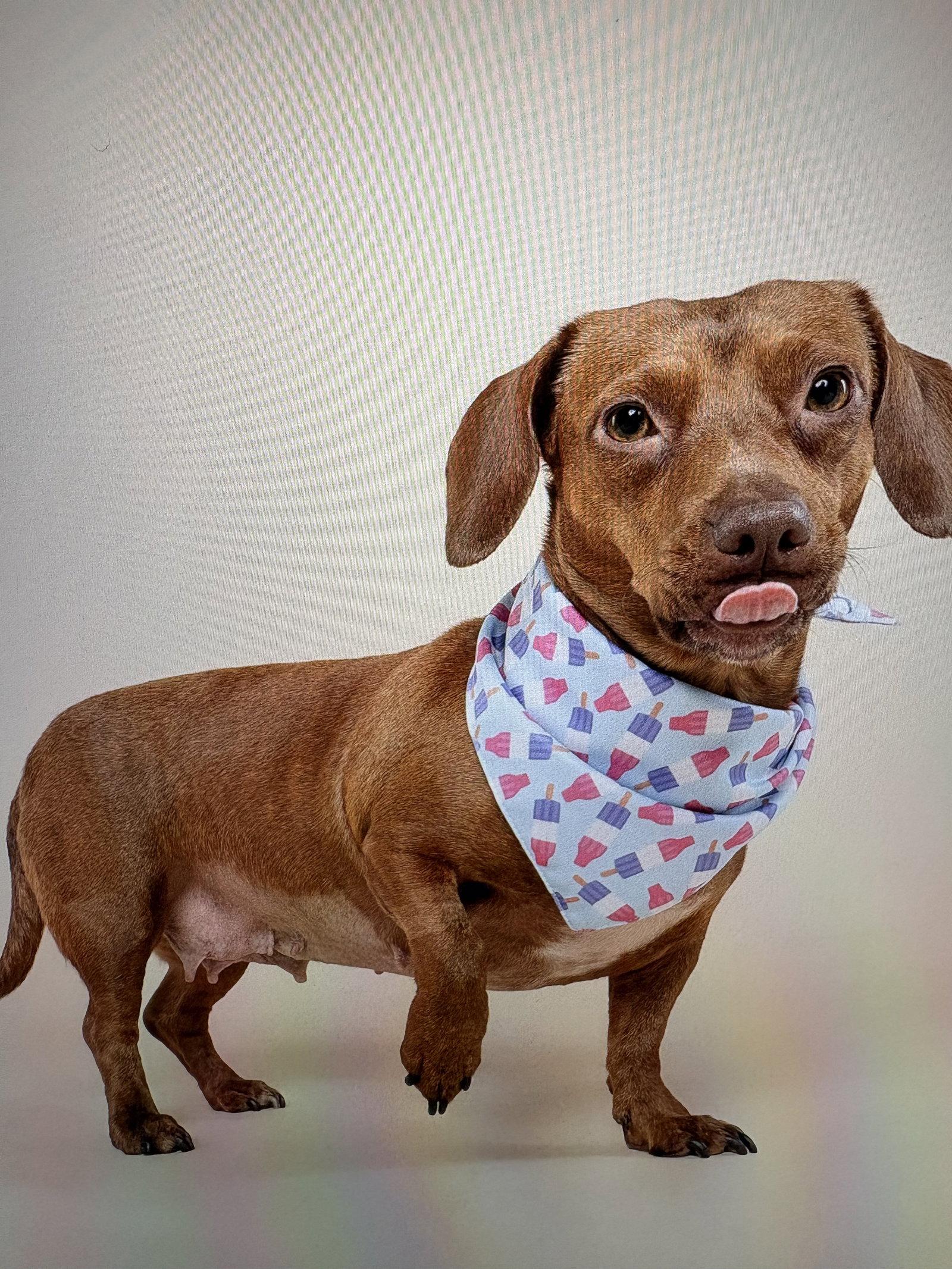 Enlarge Lili, a Adoptable Dachshund in Coral Springs, FL image 1/3