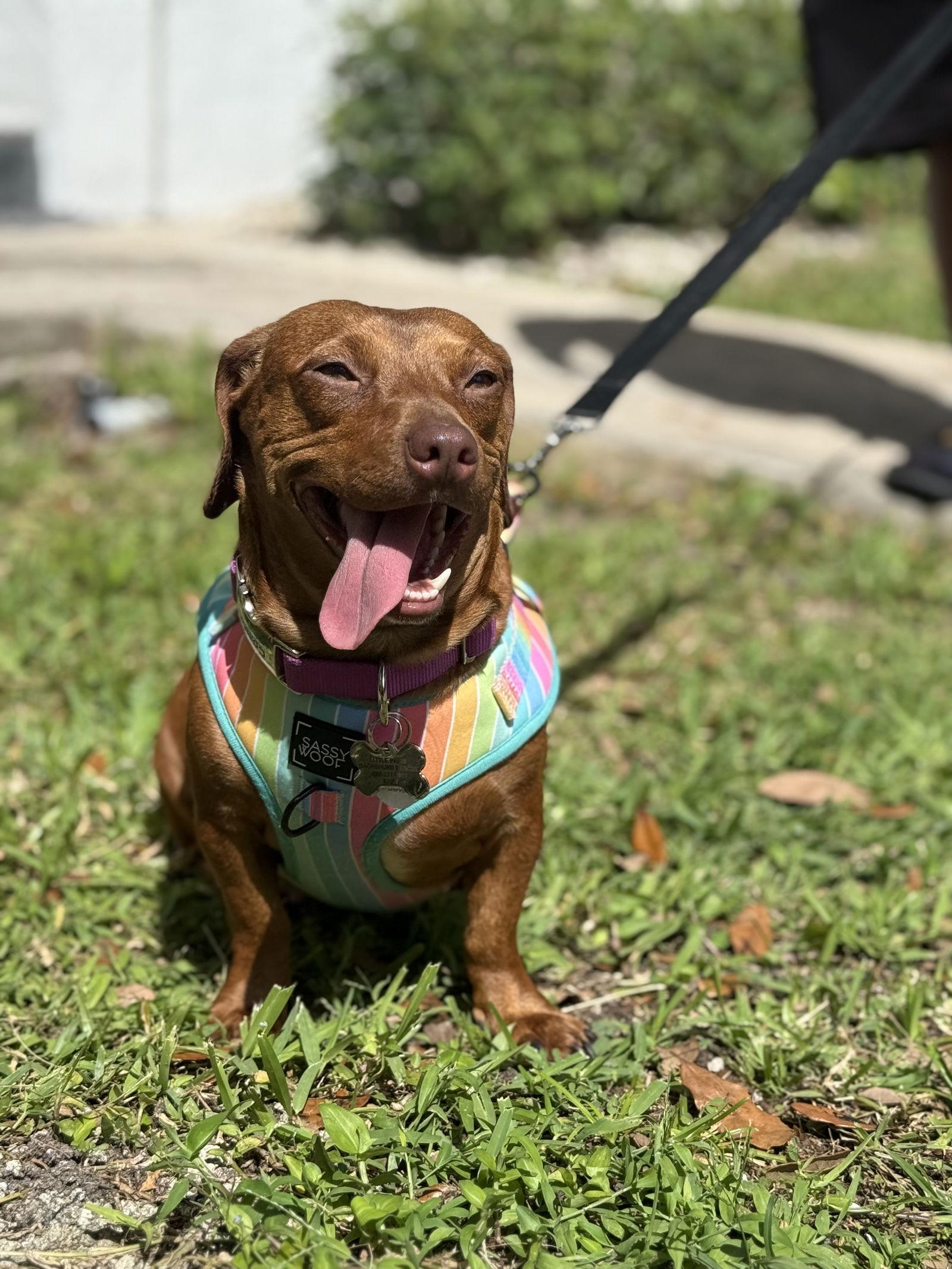 Lili, Adoptable, Young Female Dachshund.