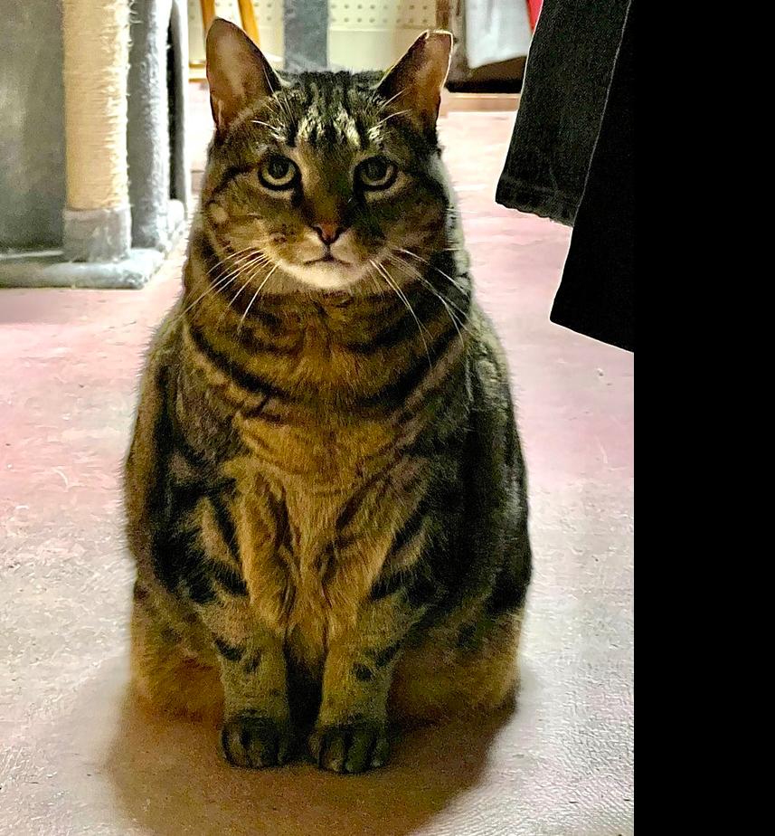 Enlarge Amber, a Adoptable American Shorthair in Westwood, NJ image 1/4