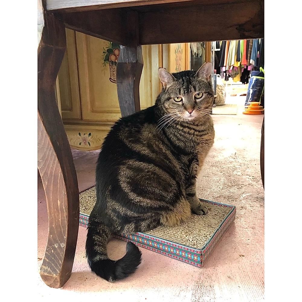 Enlarge Amber, a Adoptable American Shorthair in Westwood, NJ image 2/4