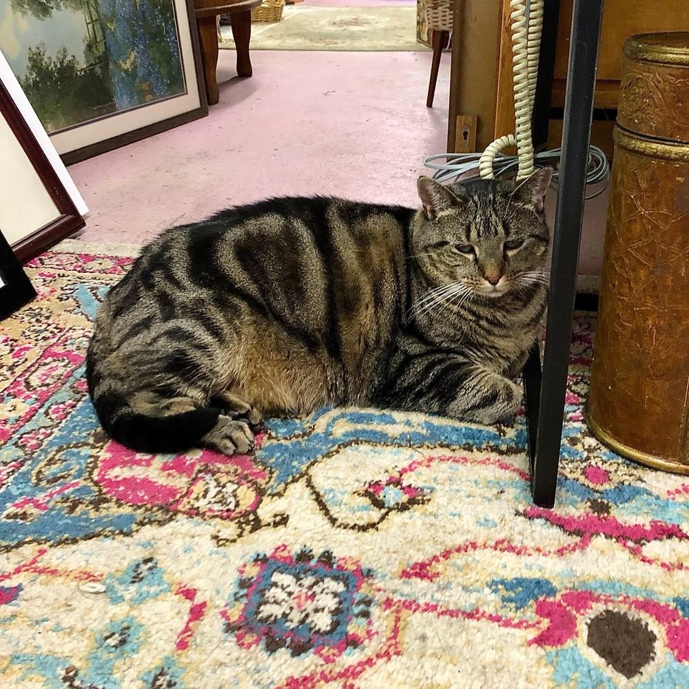 Enlarge Amber, a Adoptable American Shorthair in Westwood, NJ image 3/4