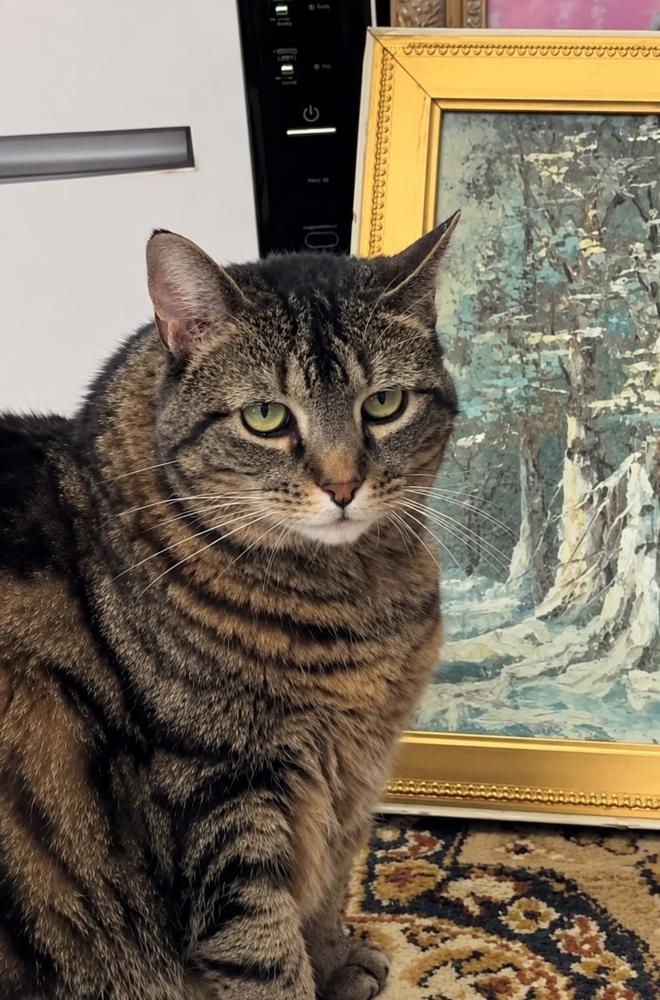 Enlarge Amber, a Adoptable American Shorthair in Westwood, NJ image 3/6