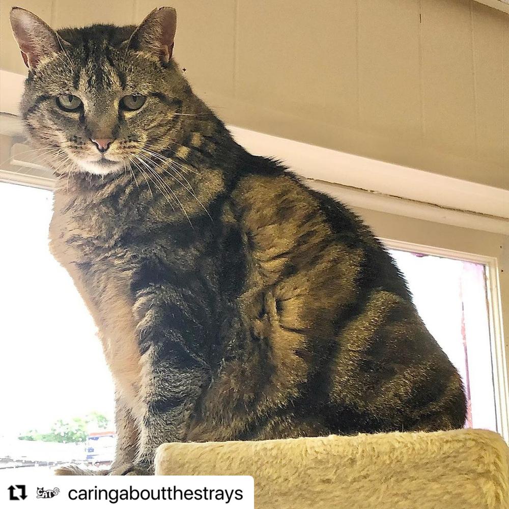 Enlarge Amber, a Adoptable American Shorthair in Westwood, NJ image 4/4