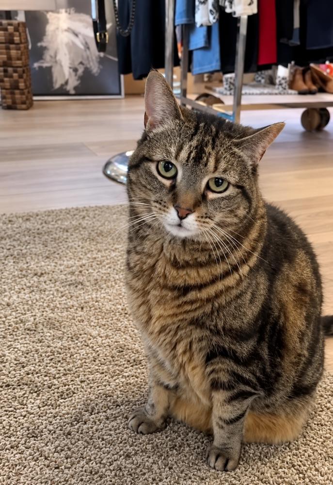 Enlarge Amber, a Adoptable American Shorthair in Westwood, NJ image 5/6