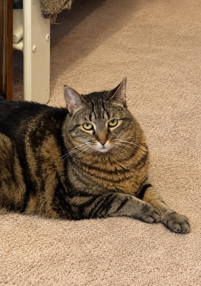 Enlarge Amber, a Adoptable American Shorthair in Westwood, NJ image 6/6
