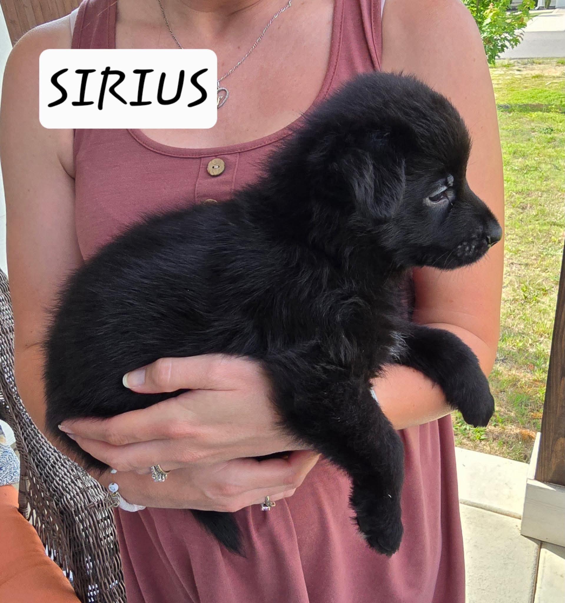 Sirus, Adoptable, Puppy Male Black Labrador Retriever & German Shepherd Dog.