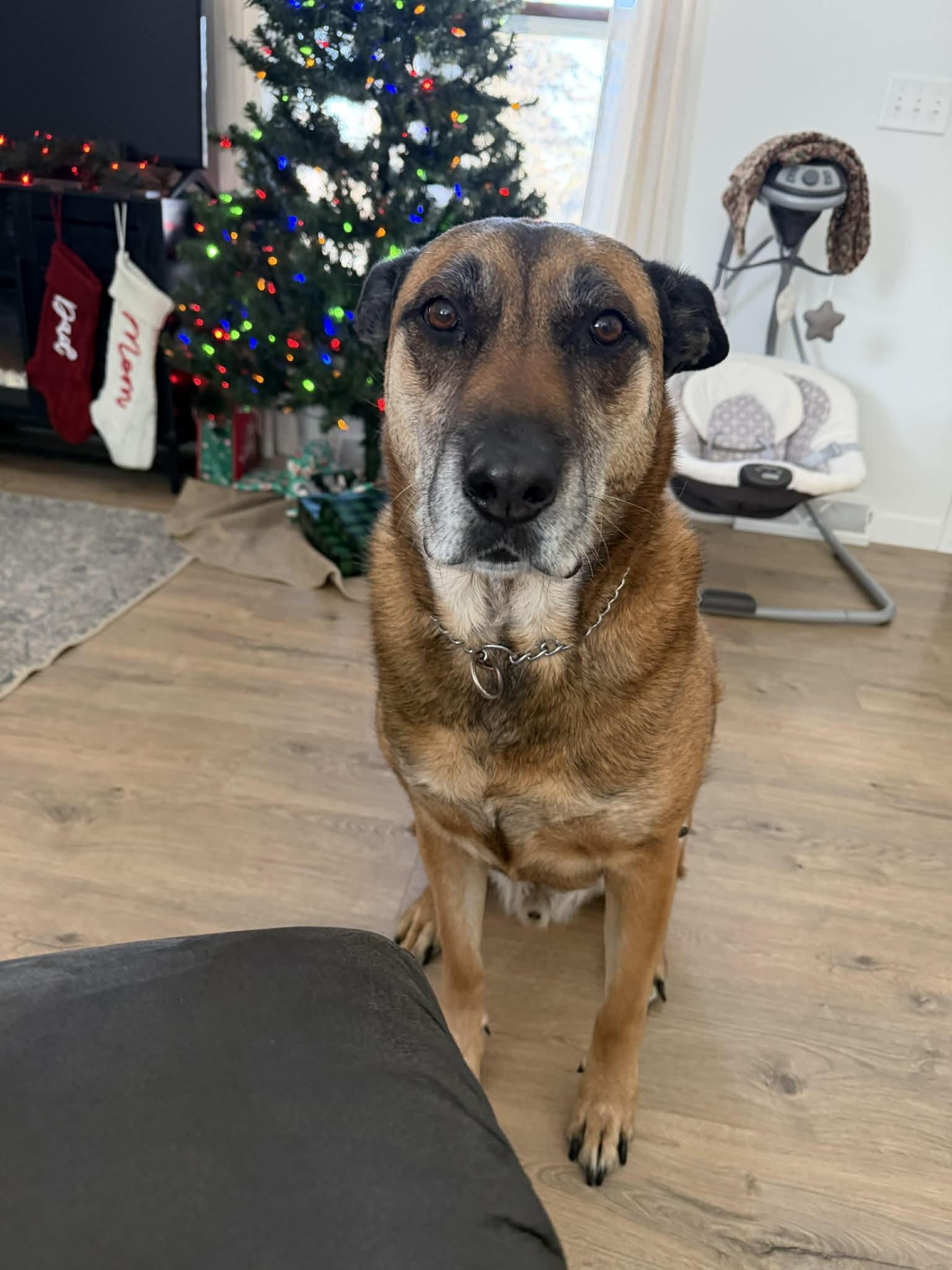 Bruno *** courtesy post *** , ADOPTABLE, Adult Male Belgian Shepherd / Malinois.