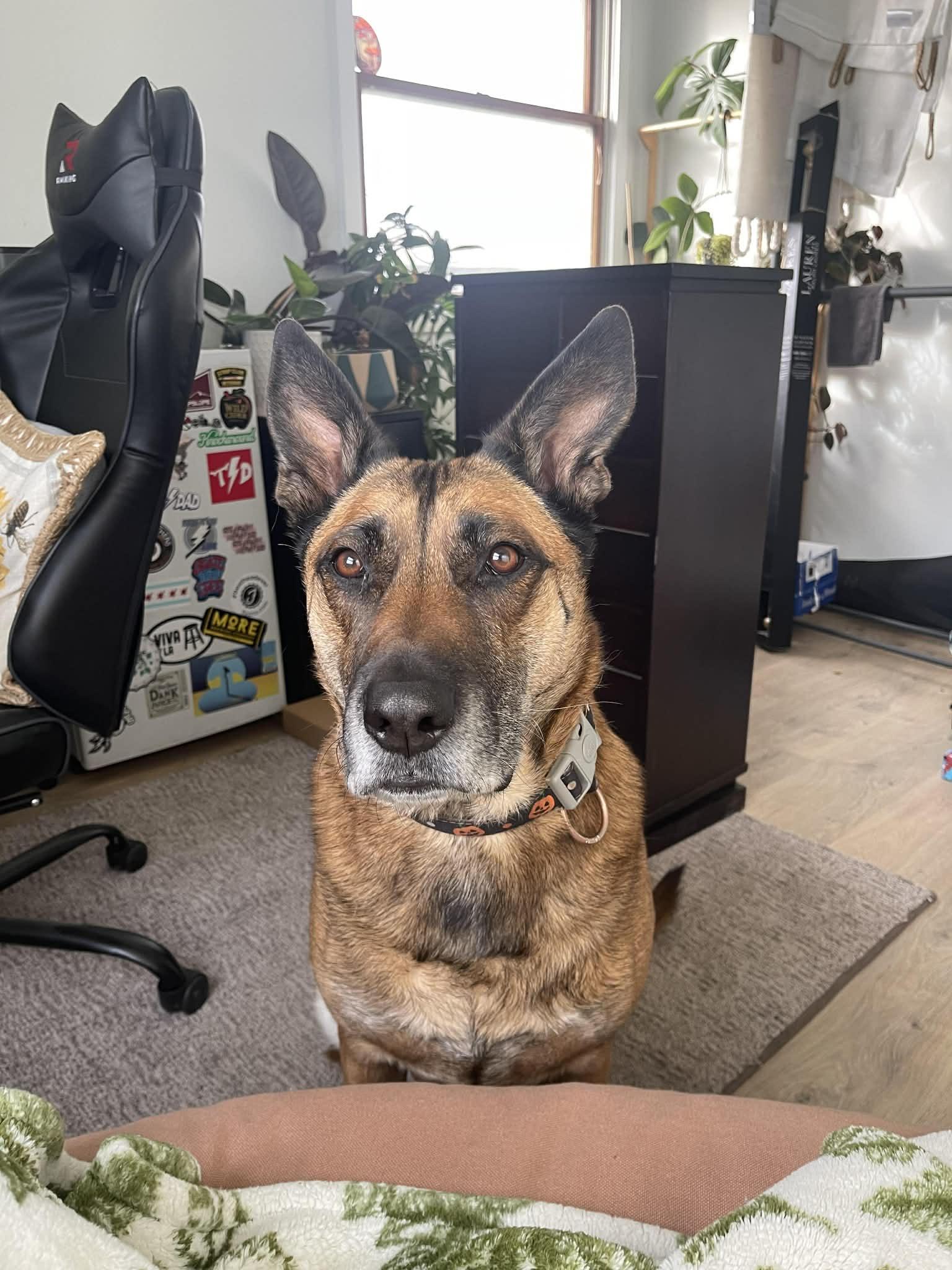 Bruno *** courtesy post *** , a ADOPTABLE mixed breed in Kenosha, WI image 2/5