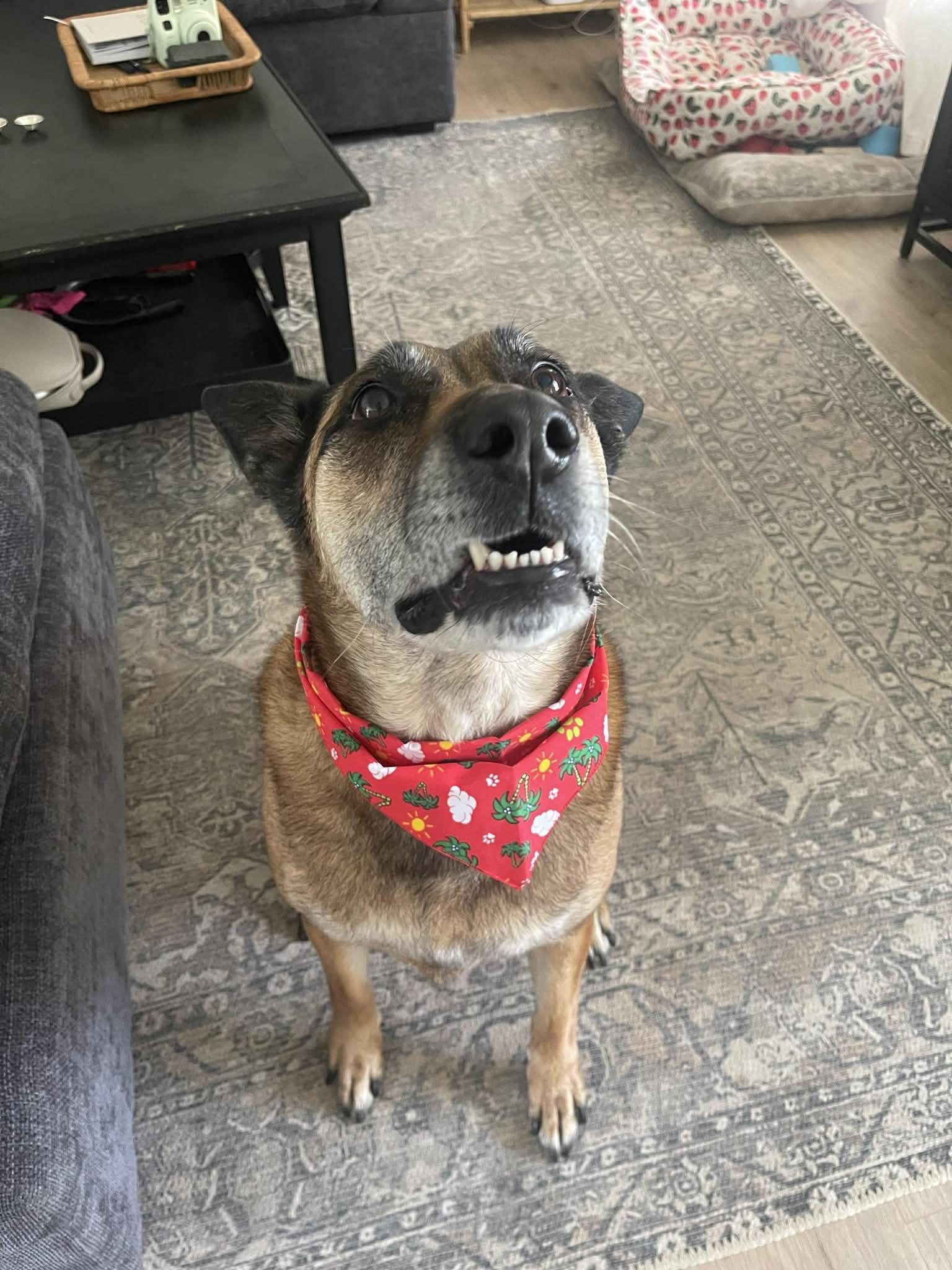 Bruno *** courtesy post *** , a ADOPTABLE mixed breed in Kenosha, WI image 3/5