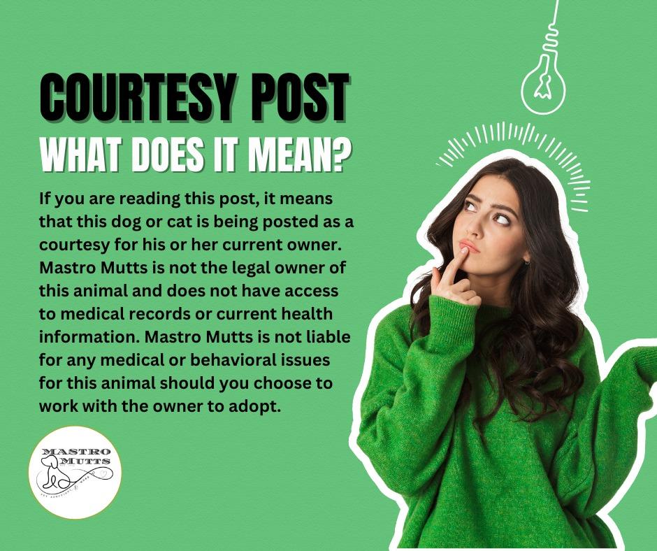 Bruno *** courtesy post *** , a ADOPTABLE mixed breed in Kenosha, WI image 4/5