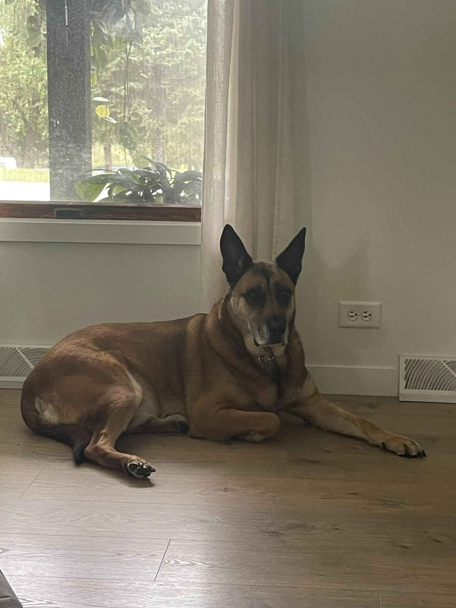 Bruno *** courtesy post *** , a ADOPTABLE mixed breed in Kenosha, WI image 5/5